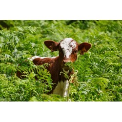 Viande de veau - Colis 10 kg